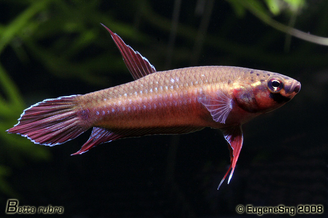 betta rubra-female