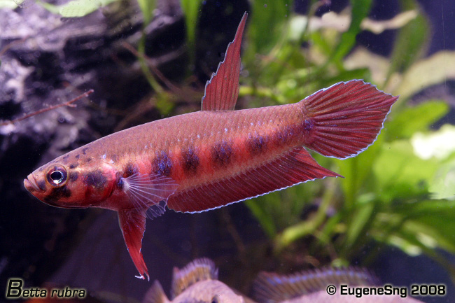 betta rubra-male1