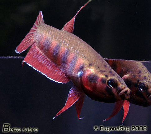 betta rubra-male2