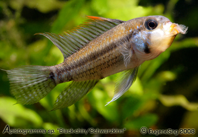 Apistogramma sp "Black-chin/Schwarzkinn"