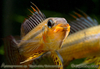 Apistogramma sp "Black-chin/Schwarzkinn"