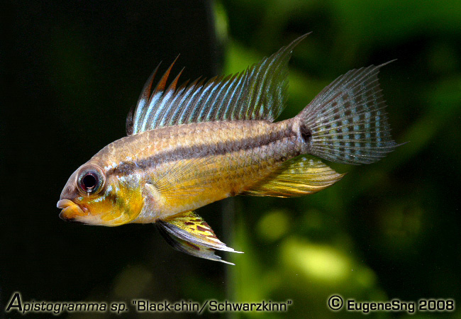 Apistogramma sp "Black-chin/Schwarzkinn"