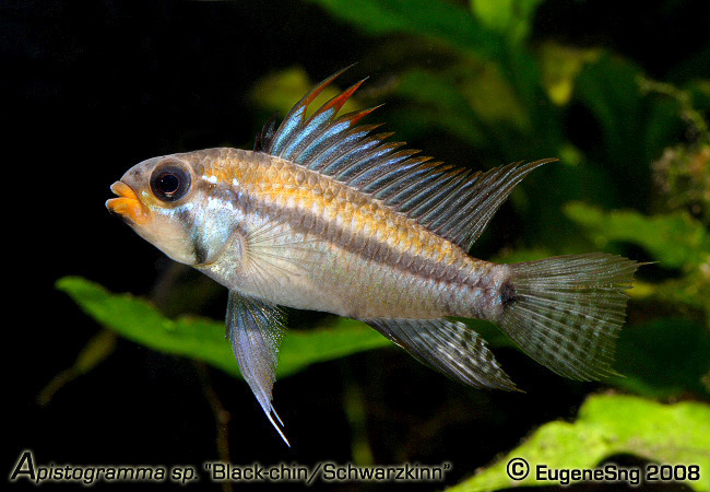 Apistogramma sp "Black-chin/Schwarzkinn"