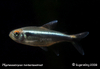 Black-neon Tetra