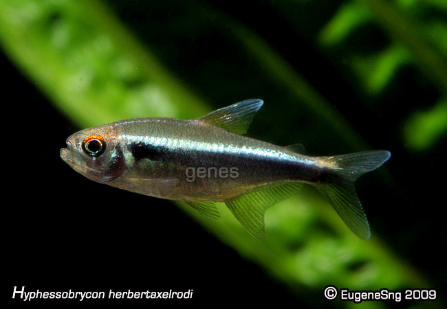 Black-neon Tetra