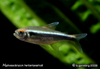 Black-neon Tetra