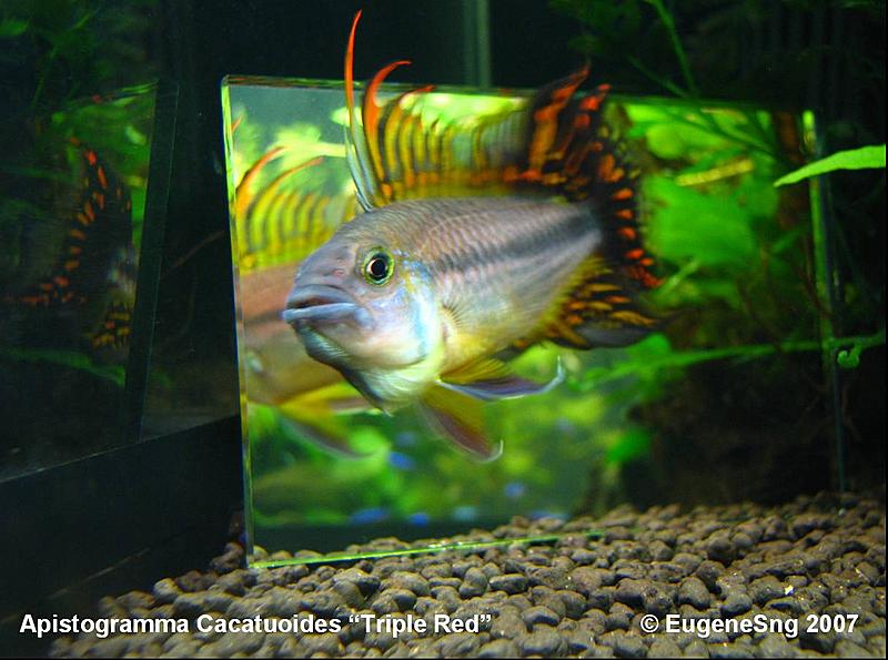 Apistogramma cacatuoides "triple red"