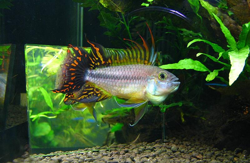 Apistogramma cacatuoides "triple red"