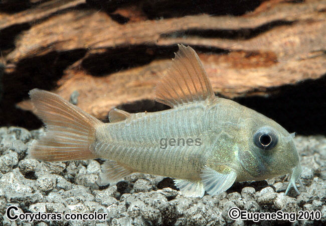 Corydoras Concolor