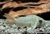 Corydoras Concolor