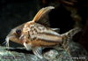 Corydoras Pulchra