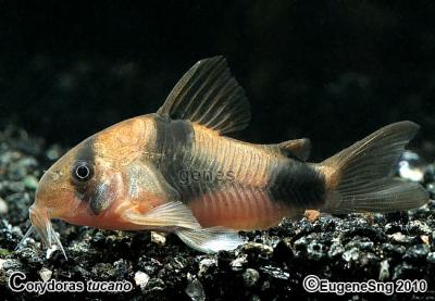 corydoras tucano