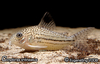 corydorassp2-a