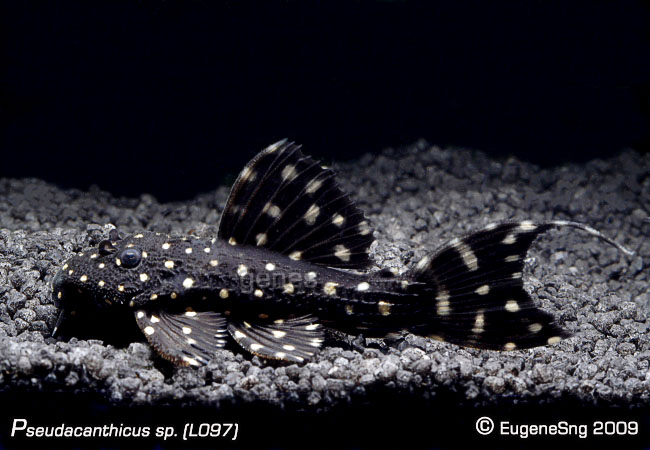 Pseudacanthicus Sp. L097