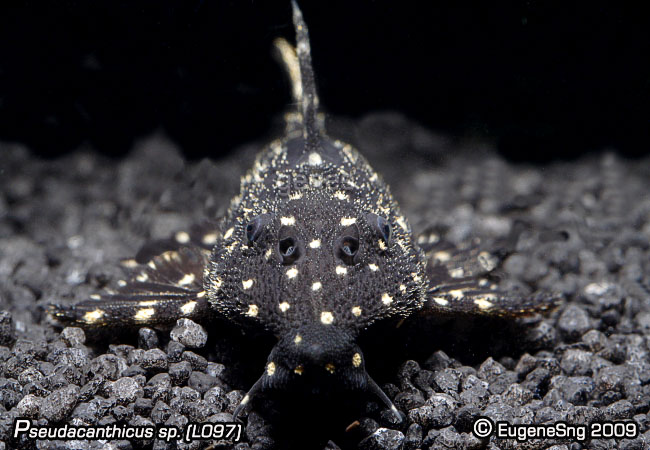 Pseudacanthicus Sp. L097