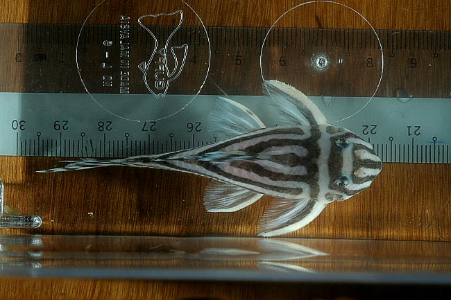 L46 Female