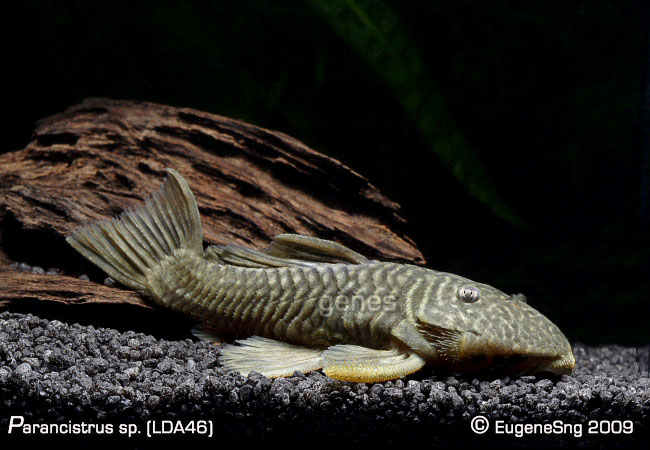 Parancistrus Sp. Lda46