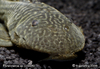 Parancistrus Sp. Lda46