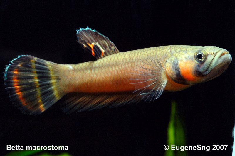 Betta macrostoma