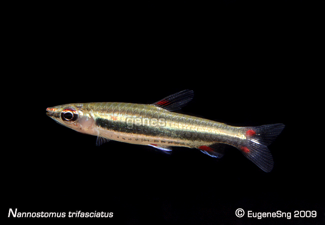 Nannostomus Trifasciatus