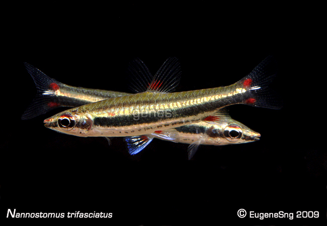 Nannostomus Trifasciatus