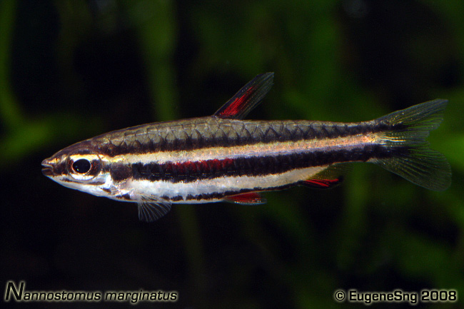 nannostomusmarginatus