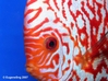 Red discus