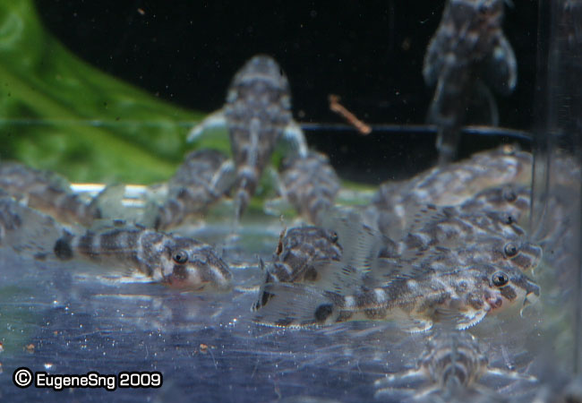 Plecofry11