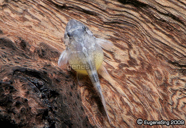 Plecofry3