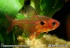 red phantom tetra