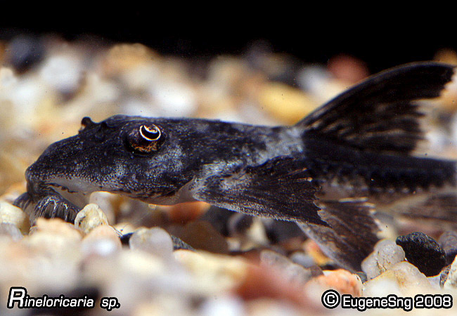 Rineloricaria sp2