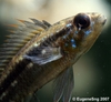 Bitaeniata fry closeup