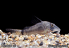 unknown corydoras sp-2