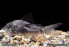 unknown corydoras sp-3