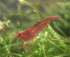 Cherry Shrimp [Neocaridina denticulate]