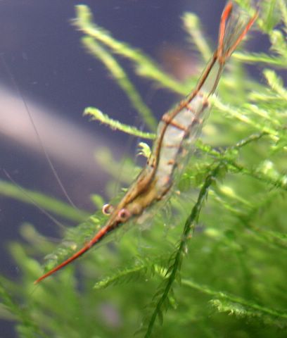 Mosquito Shrimp [Caridina gracilirostris de Man, 1892]