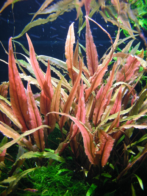 Cryptocoryne undulata