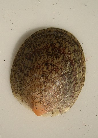 Septaria porcellana [Linnaeus, 1758]