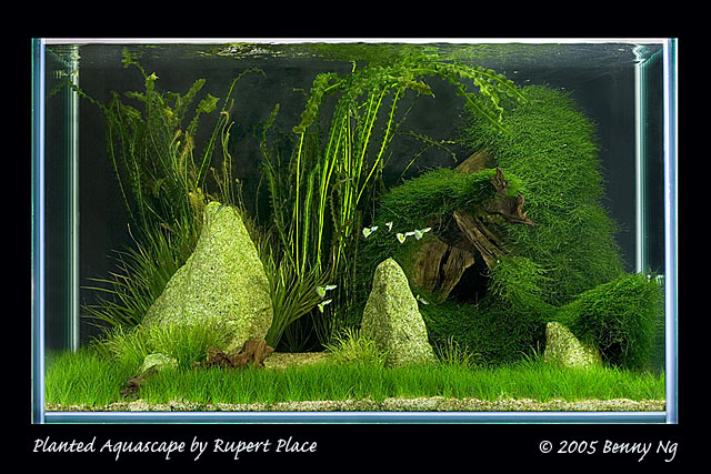 Planted Aquascape by Rupert Place