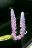 Aponogeton Longiplumulous Flower