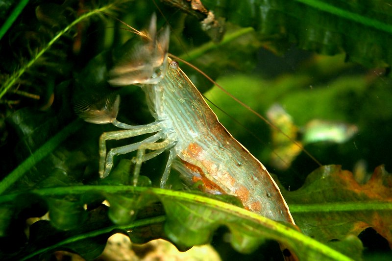 Woodshrimp with Eggs [Atyopsis moluccensis]