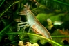 Woodshrimp with Eggs [Atyopsis moluccensis]