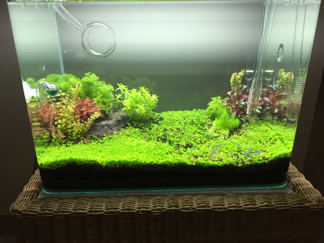 My first Planted tank - 2013