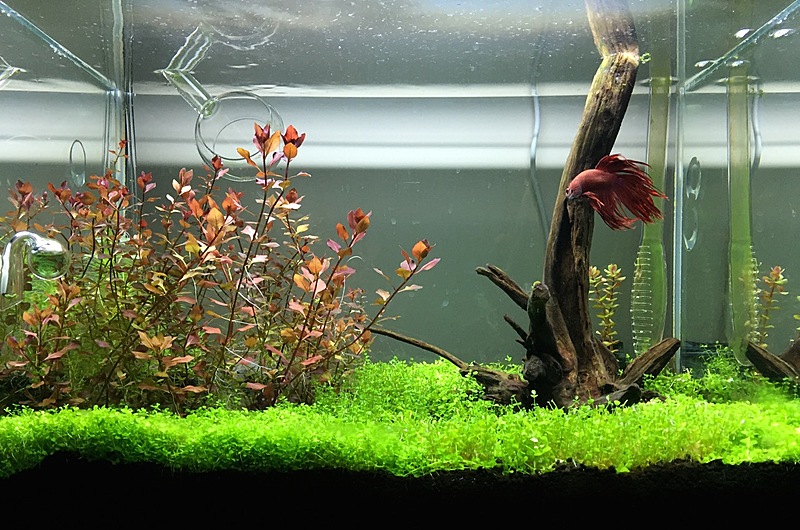 My first Planted tank - 2013