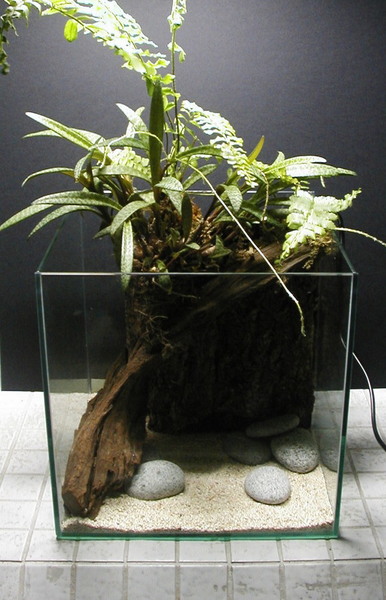 1 foot cube tank Vivarium ( Open Concept )