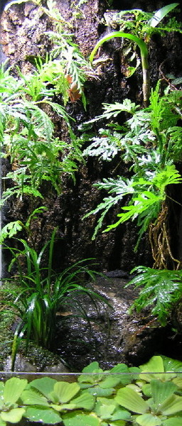 2 feet tall Vertical Vivarium Setup ( Sellaginella's Eden )