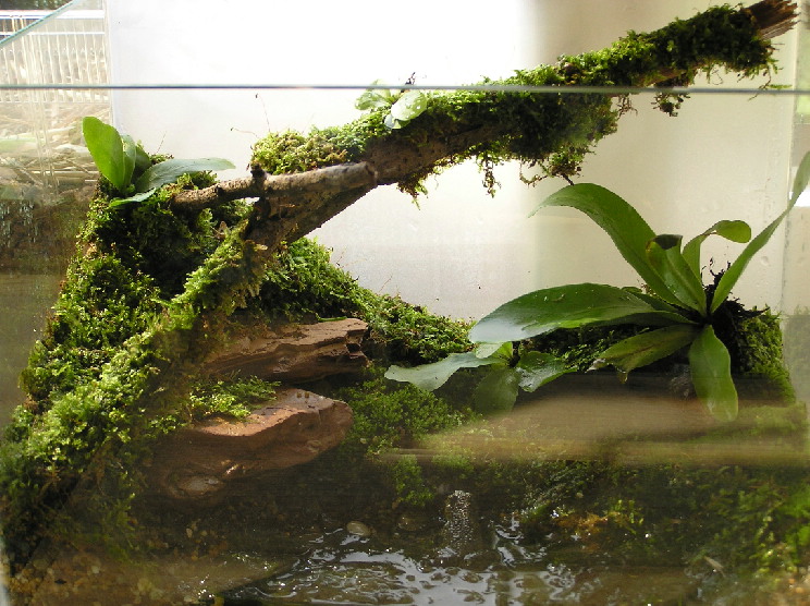 1 foot Terrarium "Wet" Setup ( Mosses Field )