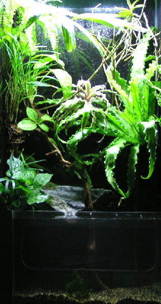 3 feet tall Vertical Vivarium Setup ( Archers' Banks )