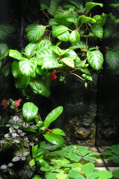 2 feet tall Vertical Vivarium Setup ( Lost in Espicia )