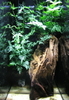 2 feet tall Vertical Vivarium Setup ( Silent Silvers )